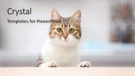  Presentation with cat - Presentation theme featuring inquisitive - cute funny cat at kitchen background and a light gray colored foreground