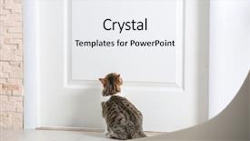 Presentation with cute cat and dog - PPT layouts consisting of inquisitive - cute funny cat near door background and a white colored foreground