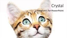  Presentation with kitten - Cool new slides with inquisitive - cute kitten looking up backdrop and a white colored foreground