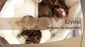  Presentation with hello kitty cute little kitten - Presentation enhanced with inquisitive - cute kittens in pet bed background and a coral colored foreground