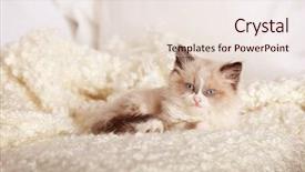  Presentation with hello kitty cute little kitten - Colorful slides enhanced with inquisitive - cute little kitten lying backdrop and a lemonade colored foreground