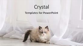  Presentation with hello kitty cute little kitten - Beautiful presentation theme featuring inquisitive - cute little kitten playing backdrop and a white colored foreground