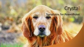  Presentation with park - Beautiful slide deck featuring inquisitive - old senior golden retriever sitting backdrop and a coral colored foreground