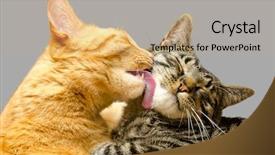  Presentation with cat - Cool new theme with inquisitive - one cat grooming another cat backdrop and a coral colored foreground