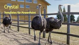  Presentation with farm - Audience pleasing PPT theme consisting of inquisitive - ostriches in the paddock backdrop and a tawny brown colored foreground