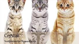  Presentation with cats - Presentation theme having inquisitive - three cute cats isolated background and a coral colored foreground