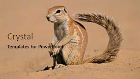  Presentation with kalahari - Presentation theme having inquisitive ground squirrel xerus inaurus kalahari south africa background and a coral colored foreground