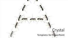  Presentation with ant - PPT layouts featuring insect drawing - alphabet letters spelled by ant background and a white colored foreground