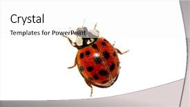  Presentation with insect - Cool new PPT theme with insect drawing - ladybug isolated on white backdrop and a  colored foreground