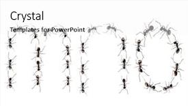  Presentation with ants - Cool new slides with insect drawing - line of worker ants marching backdrop and a white colored foreground