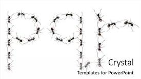  Presentation with ants - Slide deck featuring insect drawing - line of worker ants marching background and a white colored foreground