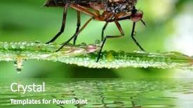  Presentation with insect - Cool new presentation with insect empis tesselata sitting on dewy grass backdrop and a tawny brown colored foreground