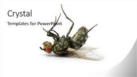  Presentation with insect - Presentation theme having insect flies - dead fly background and a white colored foreground