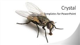  Presentation with eating - Slide set enhanced with insect flies - dirty common housefly eating musca background and a white colored foreground