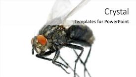  Presentation with insect - Colorful presentation enhanced with insect flies - fly backdrop and a  colored foreground