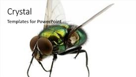  Presentation with white green - Presentation design consisting of insect flies - green fly isolated on white background and a  colored foreground