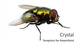  Presentation with green gold and white - Audience pleasing slide set consisting of insect flies - green fly isolated on white backdrop and a  colored foreground