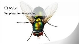  Presentation with white green - Slide set featuring insect flies - green fly isolated on white background and a  colored foreground