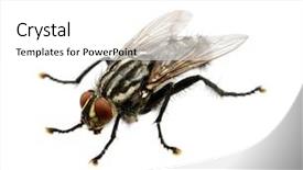  Presentation with insect - Colorful presentation theme enhanced with insect flies - soft focus fly isolated backdrop and a  colored foreground