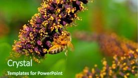  Presentation with bee propolis antimicrobials - Slides featuring insect illustrations - bee on flower background and a  colored foreground