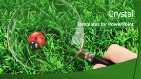  Presentation with green glass - Colorful PPT theme enhanced with insect illustrations - ladybird and magnifying glass backdrop and a forest green colored foreground