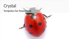  Presentation with ladybug - Slide set enhanced with insect illustrations - ladybug background and a white colored foreground