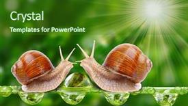  Presentation with bllack love - Slide set featuring insect illustrations - love-making snails couple background and a forest green colored foreground