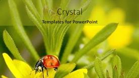  Presentation with insect - Theme consisting of insect-ladybug-on-a-yellow background and a gold colored foreground