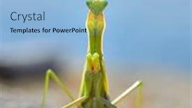  Presentation with insect - Amazing slide deck having insect-outdoor-in-summer-mantis backdrop and a light blue colored foreground
