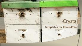  Presentation with pollinators - PPT layouts enhanced with insect systems - bees are an important part background and a lemonade colored foreground