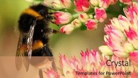  Presentation with bee - Slide deck having insect systems - bumble bee on a sedum background and a coral colored foreground