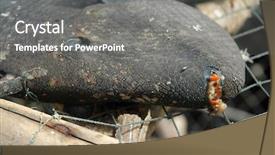  Presentation with fish netting pollution - Slides enhanced with insect systems - dead rotten fish background and a gray colored foreground