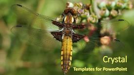  Presentation with dragonfly - Slide deck having insect systems - dragonfly close up background and a tawny brown colored foreground