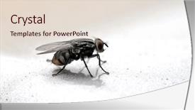  Presentation with insect - Presentation design consisting of insect theme fly macro background and a lemonade colored foreground