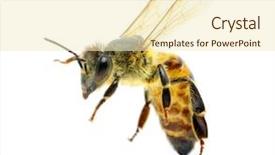  Presentation with insect - Theme featuring insect wings - bee in flying background and a cream colored foreground