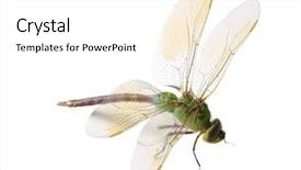  Presentation with white green - Theme consisting of insect wings - closeup green dragonfly isolated background and a white colored foreground
