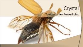  Presentation with insect - Presentation theme having insect wings - male cockchafer melolontha melolontha flying background and a yellow colored foreground