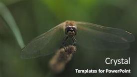  Presentation with insect - PPT theme featuring insect world background and a dark gray colored foreground