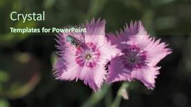  Presentation with insect - PPT theme featuring insect-world background and a tawny brown colored foreground