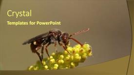  Presentation with insect - Cool new PPT theme with insect backdrop and a coral colored foreground