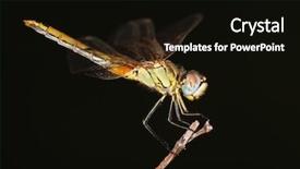  Presentation with insect - PPT theme featuring insect background and a black colored foreground