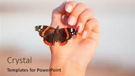  Presentation with insect - Cool new theme with insectophobia-butterfly-sits backdrop and a coral colored foreground