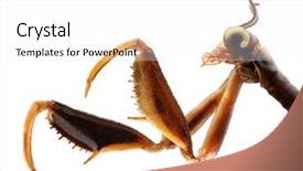  Presentation with insect - Colorful presentation theme enhanced with insects - insect hunter mantispa lobata navas backdrop and a white colored foreground