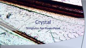  Presentation with insect - PPT theme with insects - microscopic image microscopic view background and a sky blue colored foreground