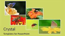  Presentation with photo collage - Theme with insects for your project free background and a yellow colored foreground