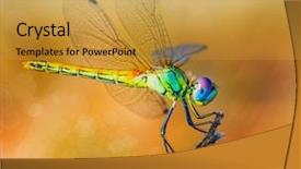  Presentation with insect - Beautiful PPT layouts featuring insectss - macro of a colorful insect backdrop and a gold colored foreground