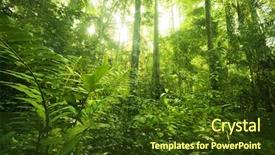  Presentation with tropical rainforest - PPT theme having borneo - landscape of tropical rainforest background and a tawny brown colored foreground