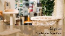  Presentation with cats - PPT theme having inside petshop accessories for cats background and a coral colored foreground