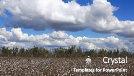  Presentation with crop - Presentation theme consisting of inspecting cotton crop background and a tawny brown colored foreground