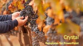  Presentation with grape vine wine grapes - Slides featuring inspecting his ripe wine grapes background and a tawny brown colored foreground